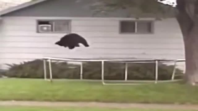 A bear is playing on a trampoline