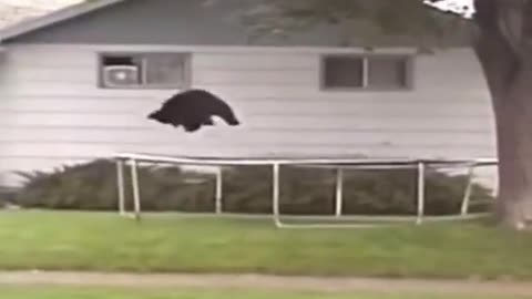 A bear is playing on a trampoline