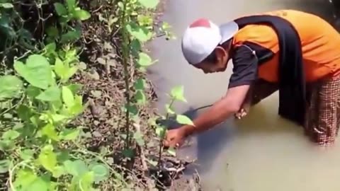 found very large brood eels in nesting fish ponds in Japan