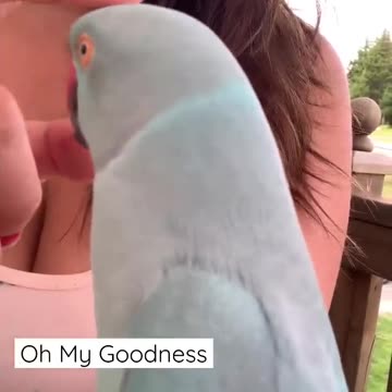 Baby Kiwi The Blue Chicken Says "BOOP" 🤩