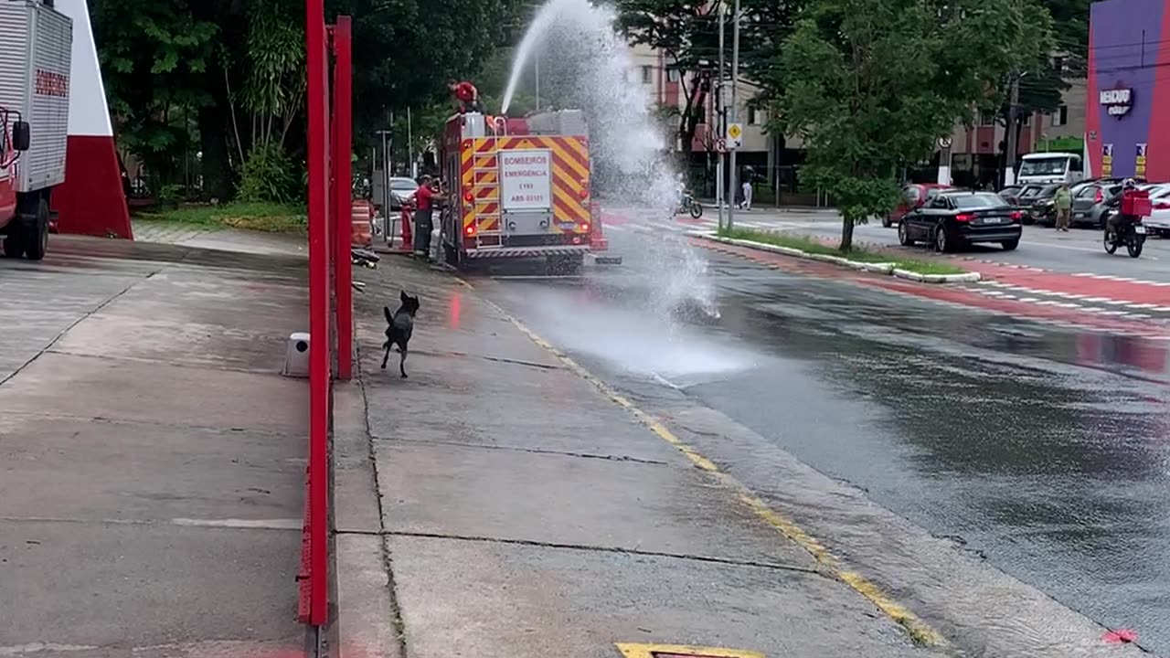 Firehouse Doggie Cooling Off