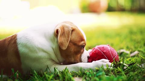 Playing with the Red Ball 🐶⚽️ #shorts #dog