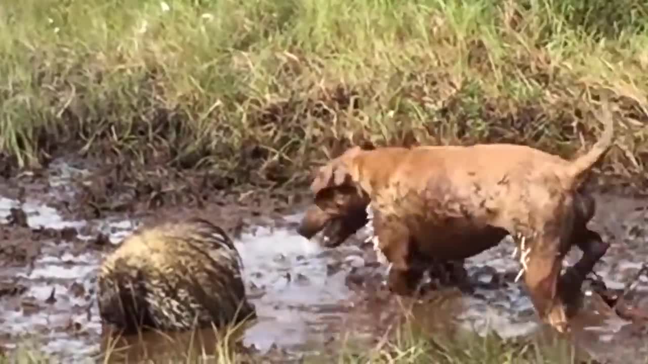 Porcupine Too Aggressive! Defeat Lion, Pitbull, Leopard - Most Amazing Moments Of Midnight Battles-9