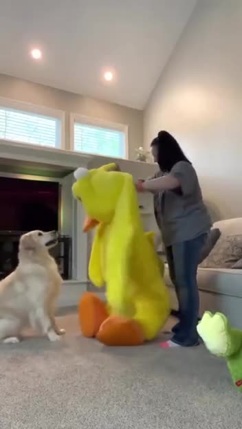 Labrador Retrievers are such awesome dogs