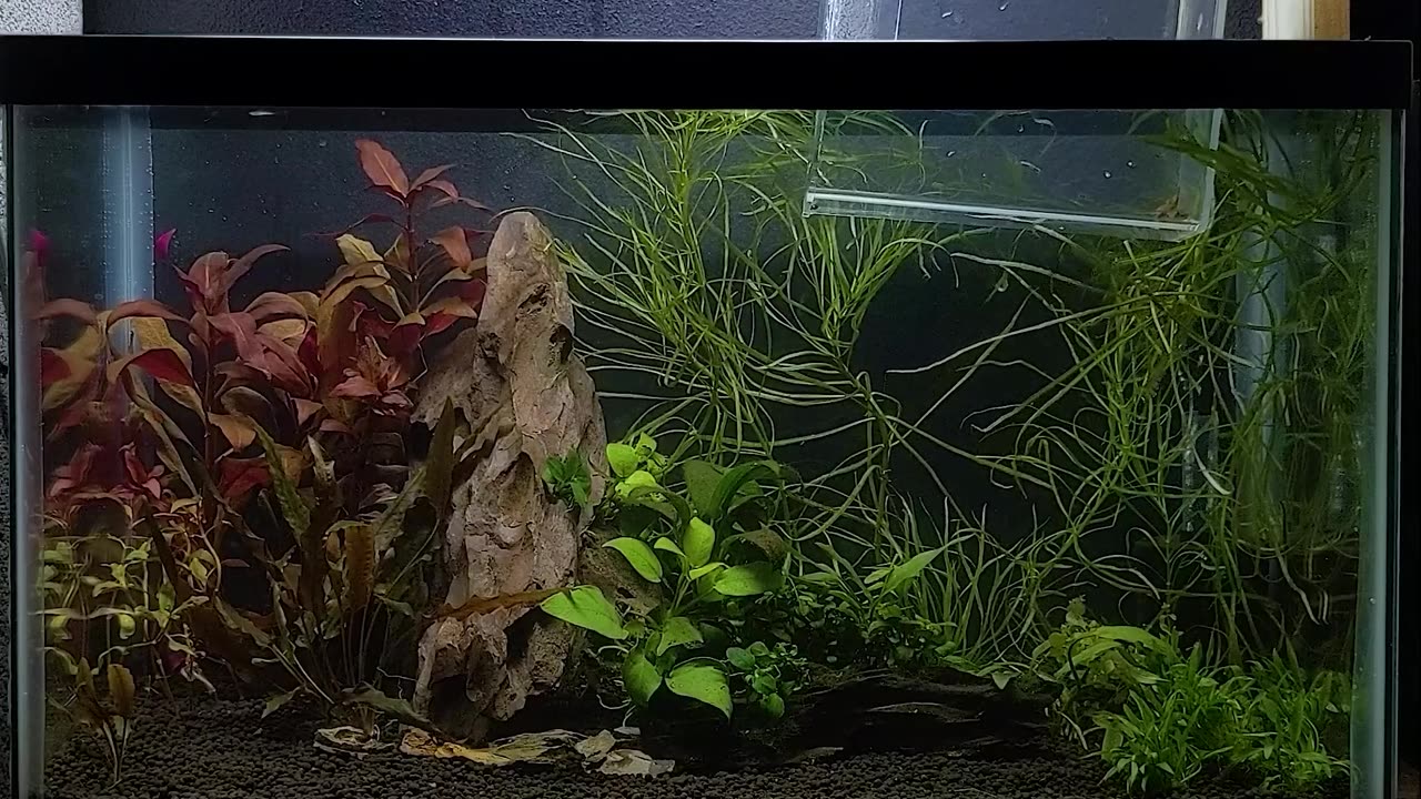 Pea Puffer Aquascape