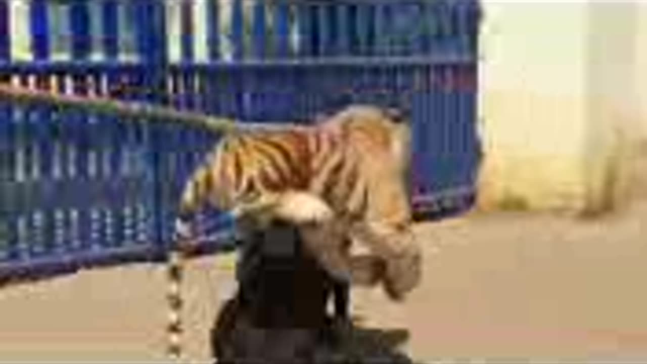 fake lion and fake tiger prank to dog