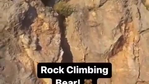 Free Climbing Bear