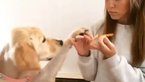 Watch as Furry Friend Insists on Nail Filing Bliss