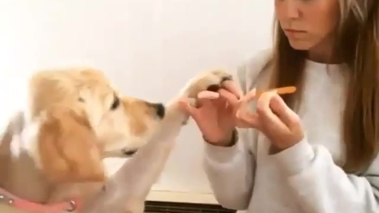 Watch as Furry Friend Insists on Nail Filing Bliss