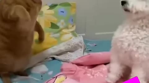 Comedy Gold Watch This Cat Hilariously Kick And Slap A Dog