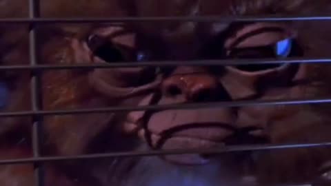 These Gremlins deserve better. I hope they get revenge on your human life. Mad World Edition #crime