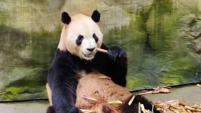 The lovely giant panda