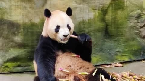 The lovely giant panda