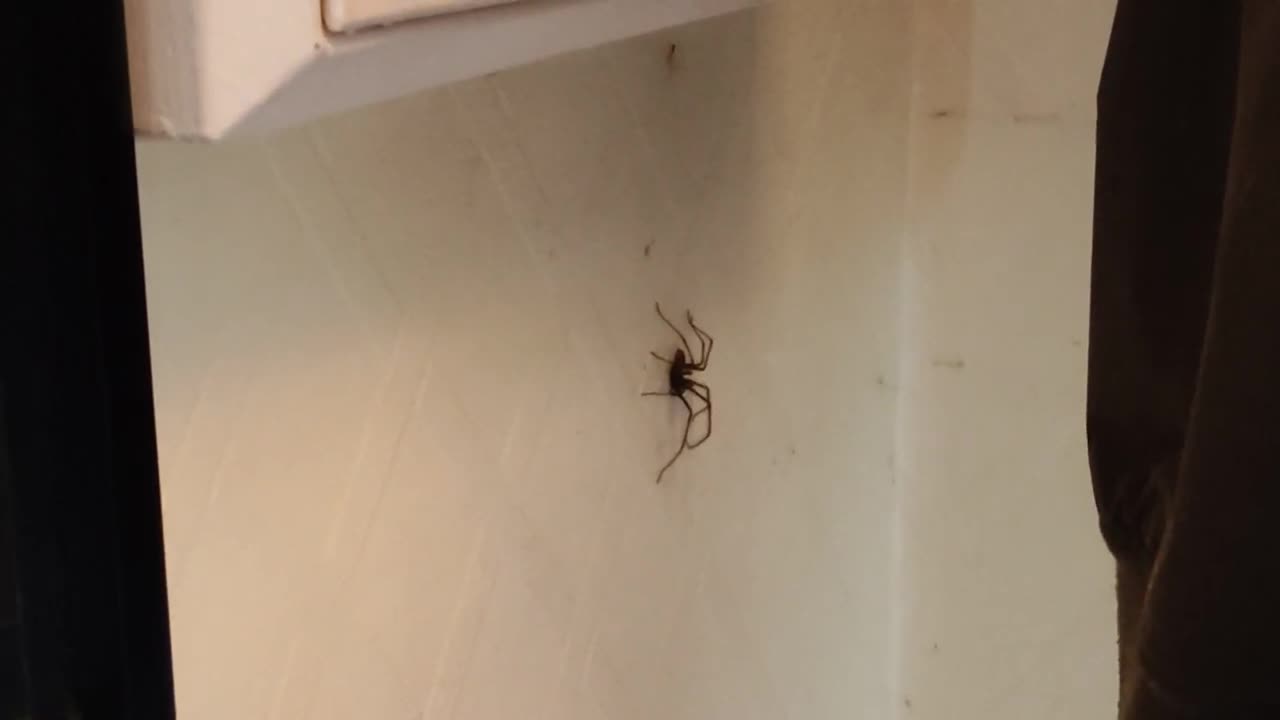 Are spiders in UK dangerous_