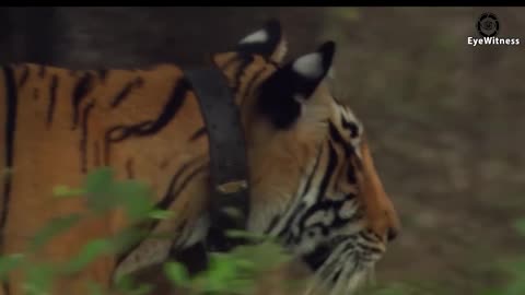 Lion and tiger real fight 45 shocking moments