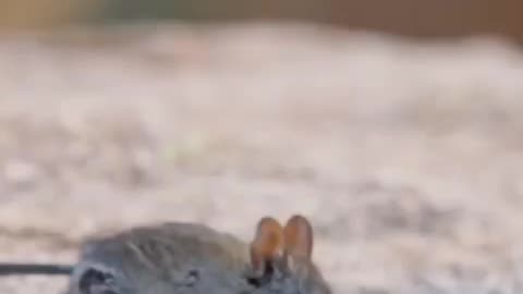 A Elephant Shew