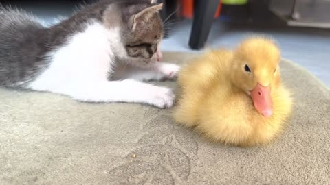 The kitten won't let the ducklings sleep