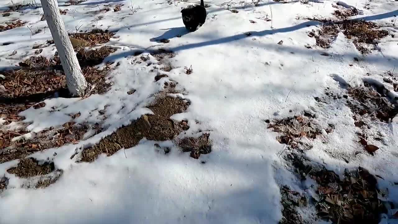 Stray dog eating food residue in garbage heap