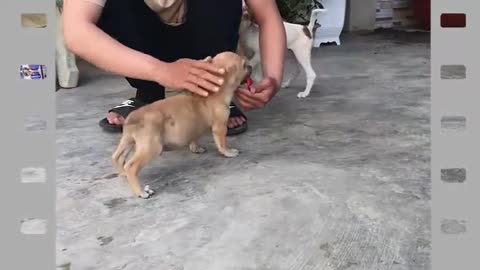 🥰​🥰​🥰​ New life of dog after saving get food dog