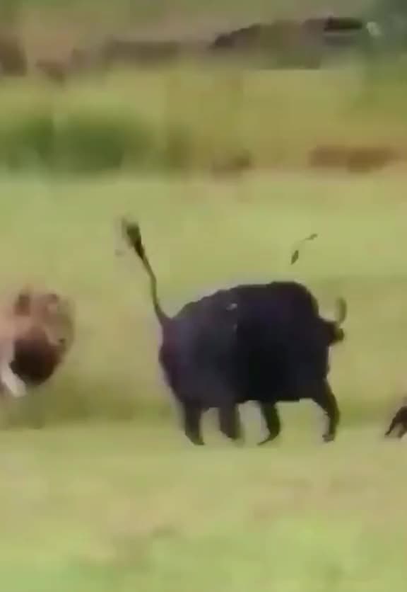 buffalo Vs lion