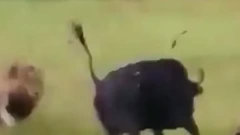 buffalo Vs lion