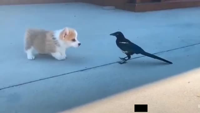 A Pet Dog Attacks Bird