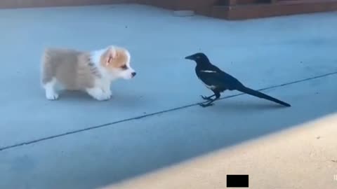 A Pet Dog Attacks Bird