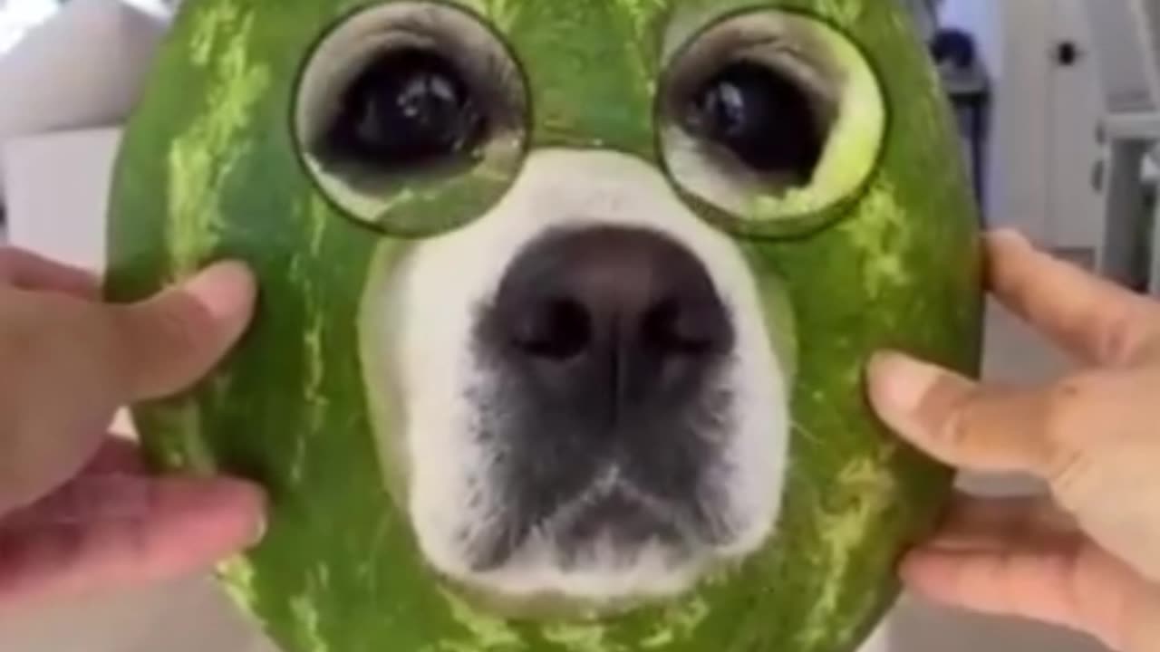 Funny dog // Funny dog use face mask and glass