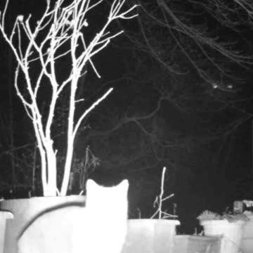 EA S59 - What The...