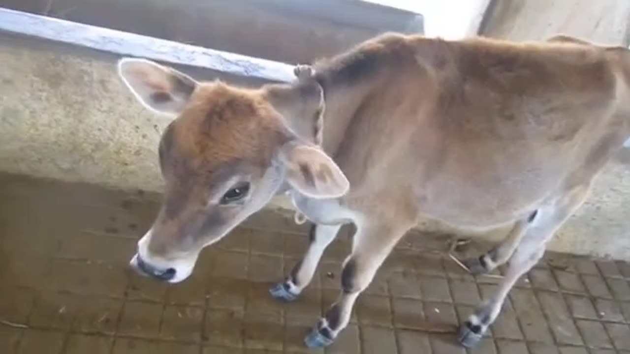 A cow with a baby at her feet is crying a lot