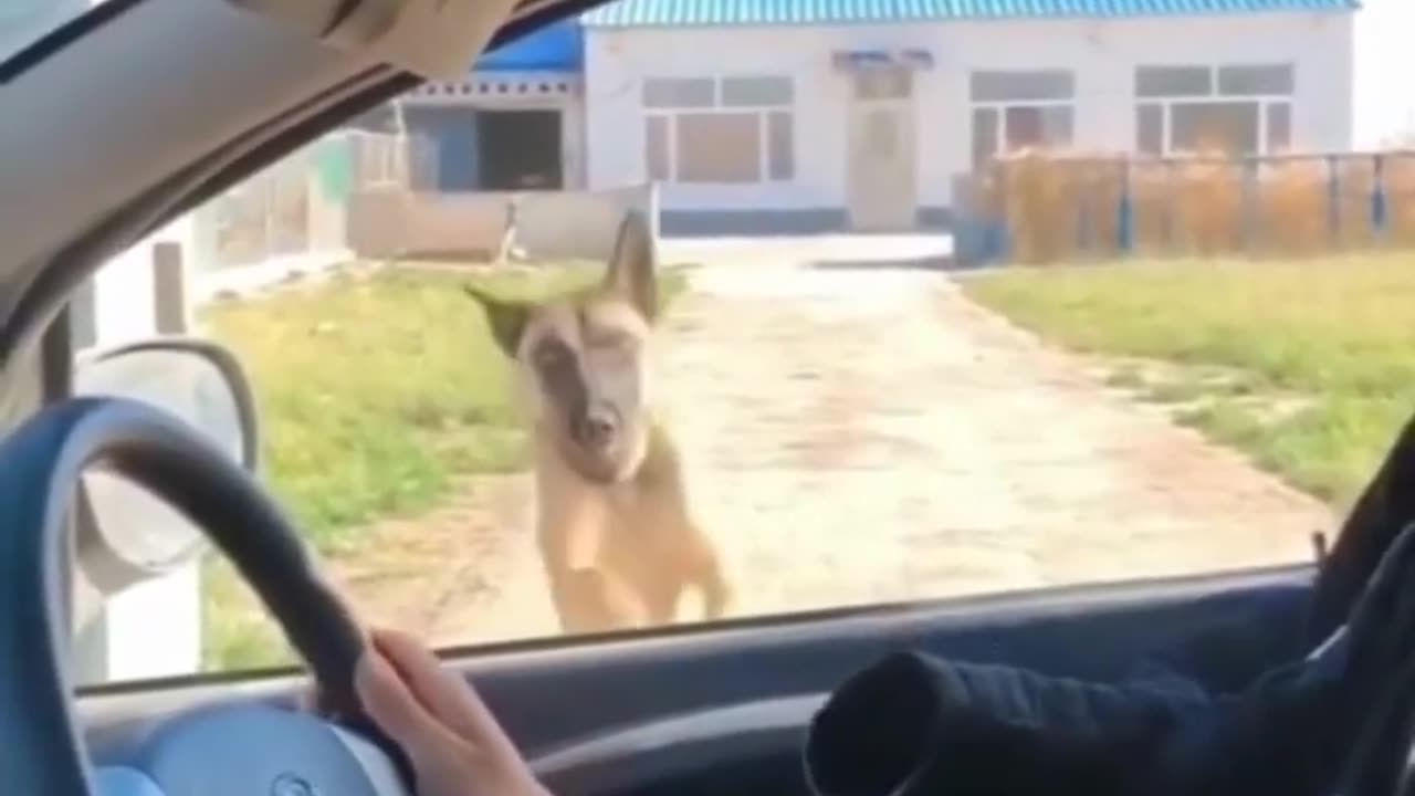 Dogs funny video: The funniest viral videos of all time. #shorts #funny #funnyshorts #animals