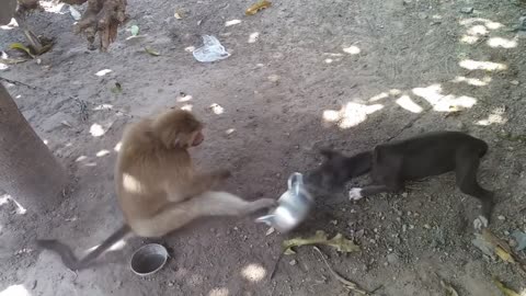 Monkey vs dog real fight funny dog vs monkey video l funny video l comedy videos_1080pFHR