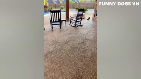 Funniest Animals Videos- Try Not To Laugh 2022