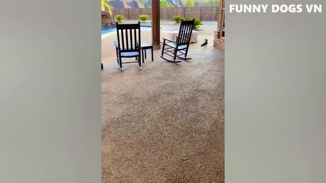 Funniest Animals Videos- Try Not To Laugh 2022