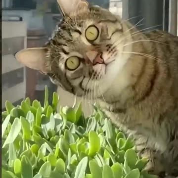 cute and very funny cat and dog compilation video 😻😻😻😻😻😻😻.