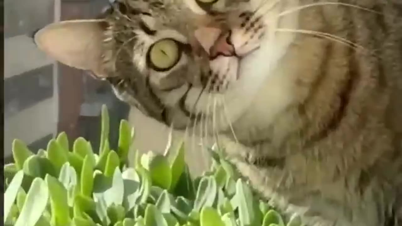 cute and very funny cat and dog compilation video 😻😻😻😻😻😻😻.