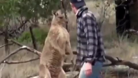 Kangaroo vs Man