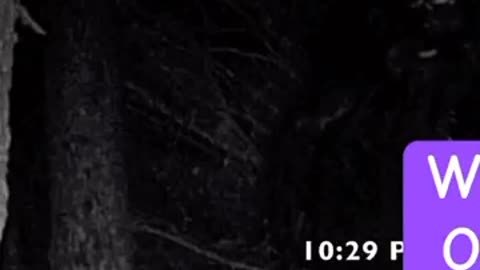 HUGE MUSCULAR SASQUATCH ON POLICE TRAIL CAMERA INVESTIGATING MISSING PERSON CASE!