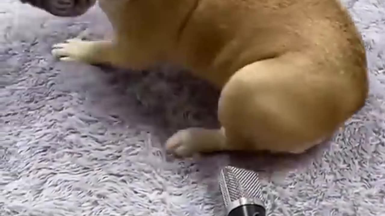 Funny animal videos from 2022