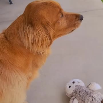 New friend or not? 🐕😃