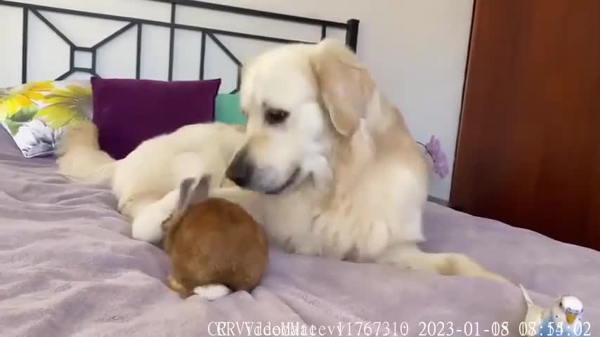 It is impossible to Believe! Dog, Rabbit and Budgie Together on my Bed