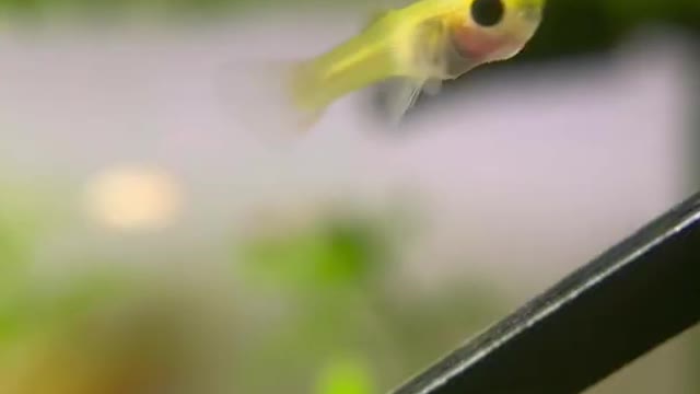 Will this baby Fish Survive?