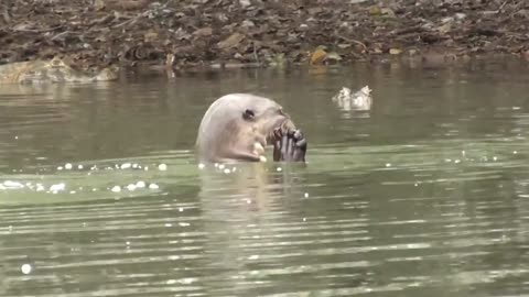 Snakes and Even Alligators Are Afraid of This Beast