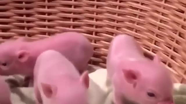 oink，oink，mini pigs