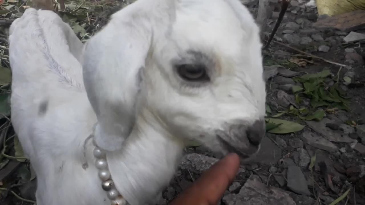 Cute baby Goat