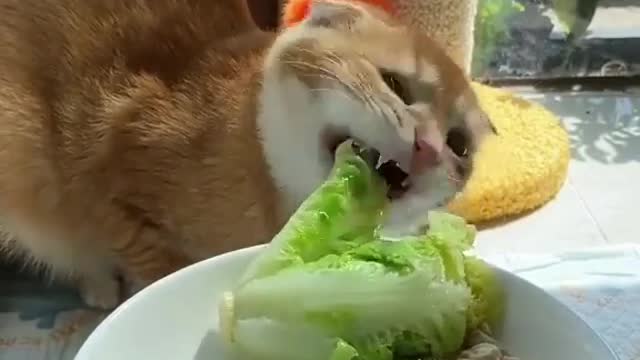 Look at a vegan cat! haha