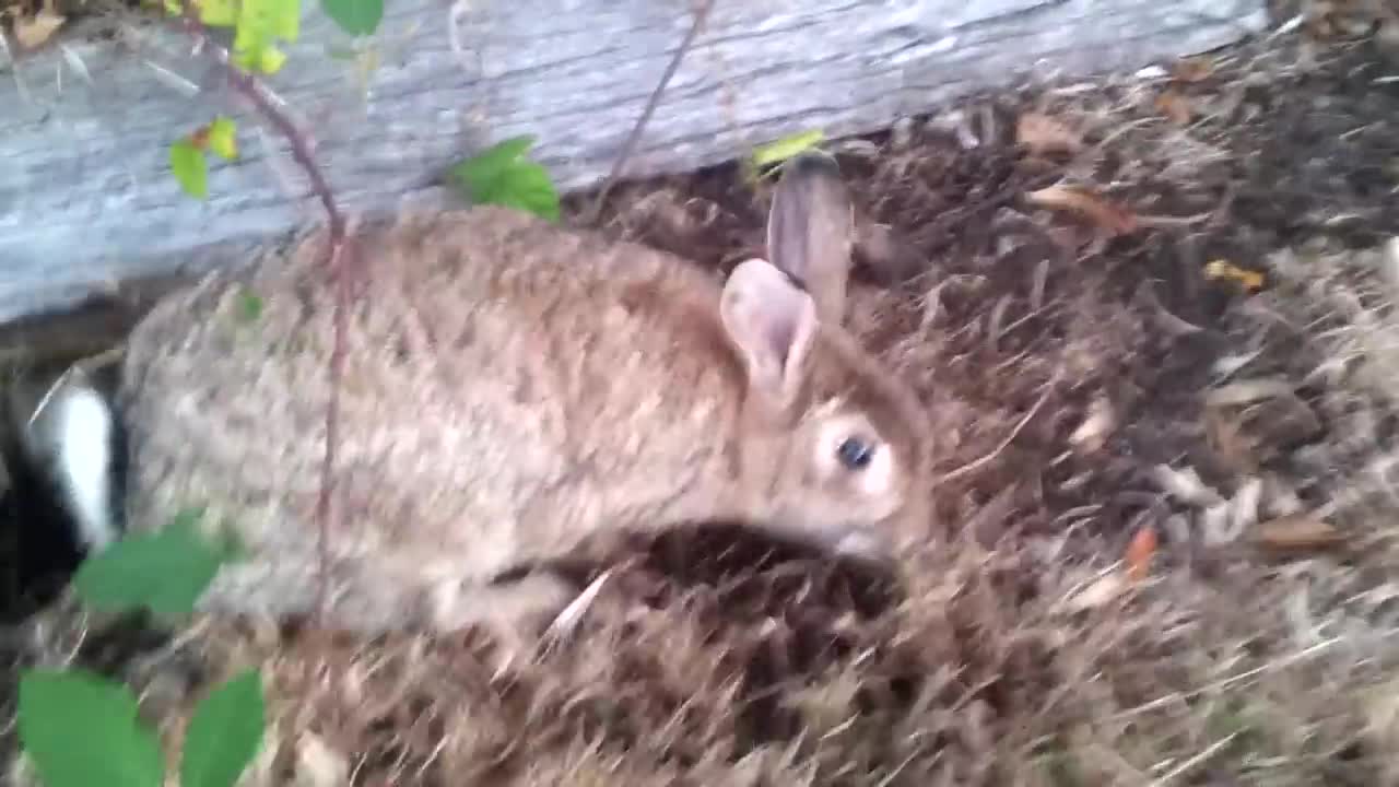 Wild rabbit finds a burrow