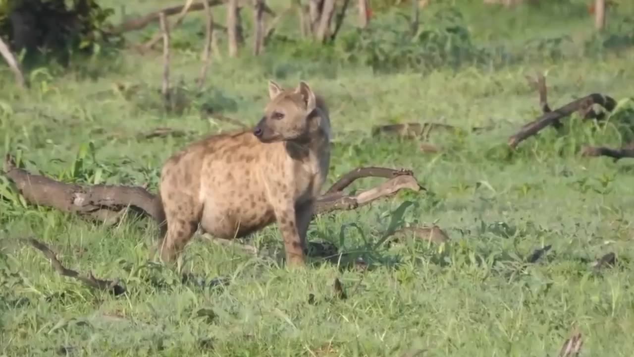 Wild Animal Sounds: Horse, Cow, Duck, Dog, Hen, Cat, Elephant,... | Animal Moments #2