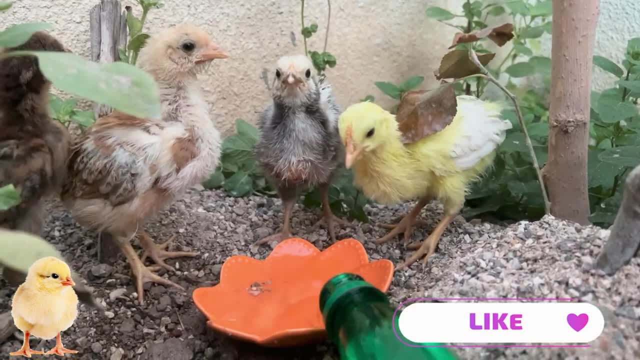 Satisfying video🐥Cute baby chicks🐥Fooding chicks