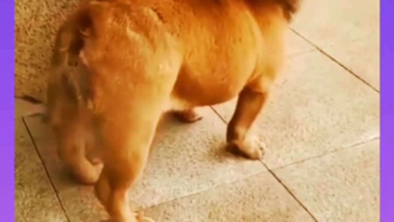 Dog Funny video short